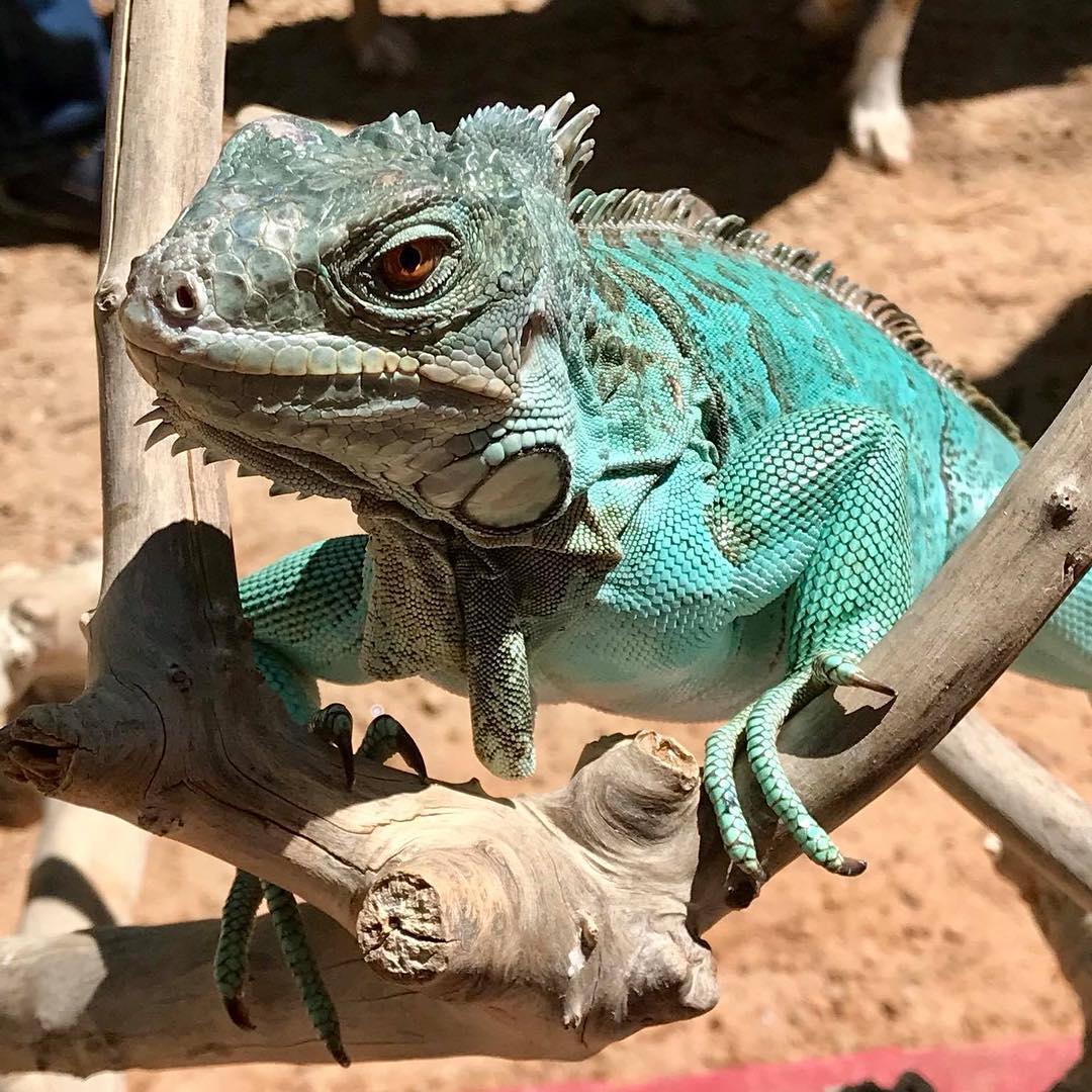 georgia reptile society chameleon