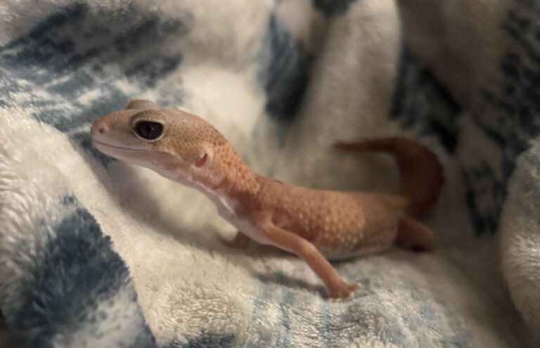 Toffee15 768x495