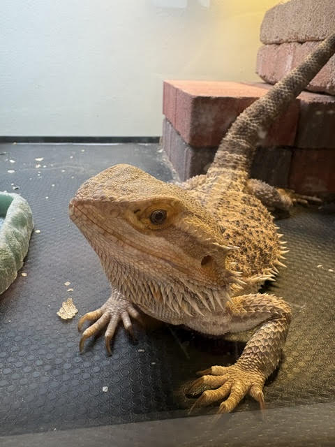 rockybd